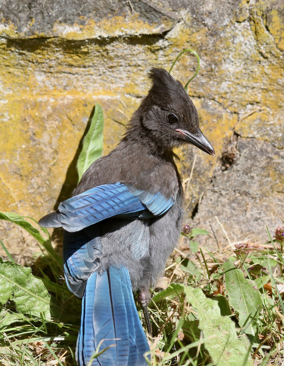 Сизойка чорноголова [група stelleri] - ML645535956