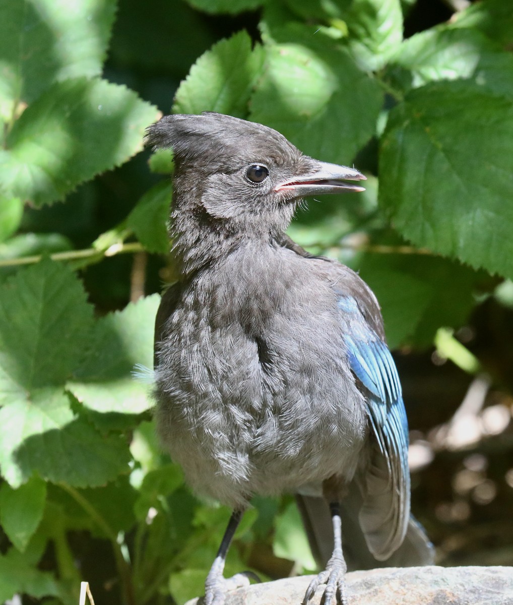 Steller's Jay (Coastal) - ML645535957