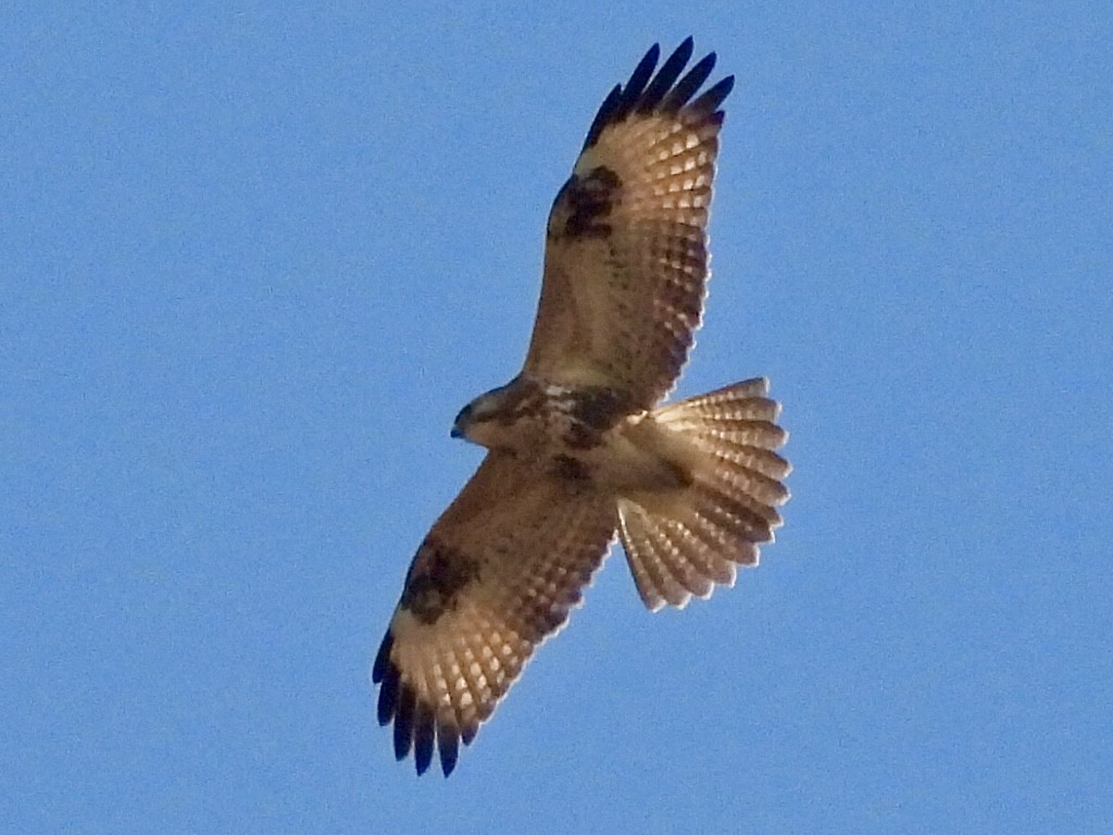 Eastern Buzzard - ML645535959