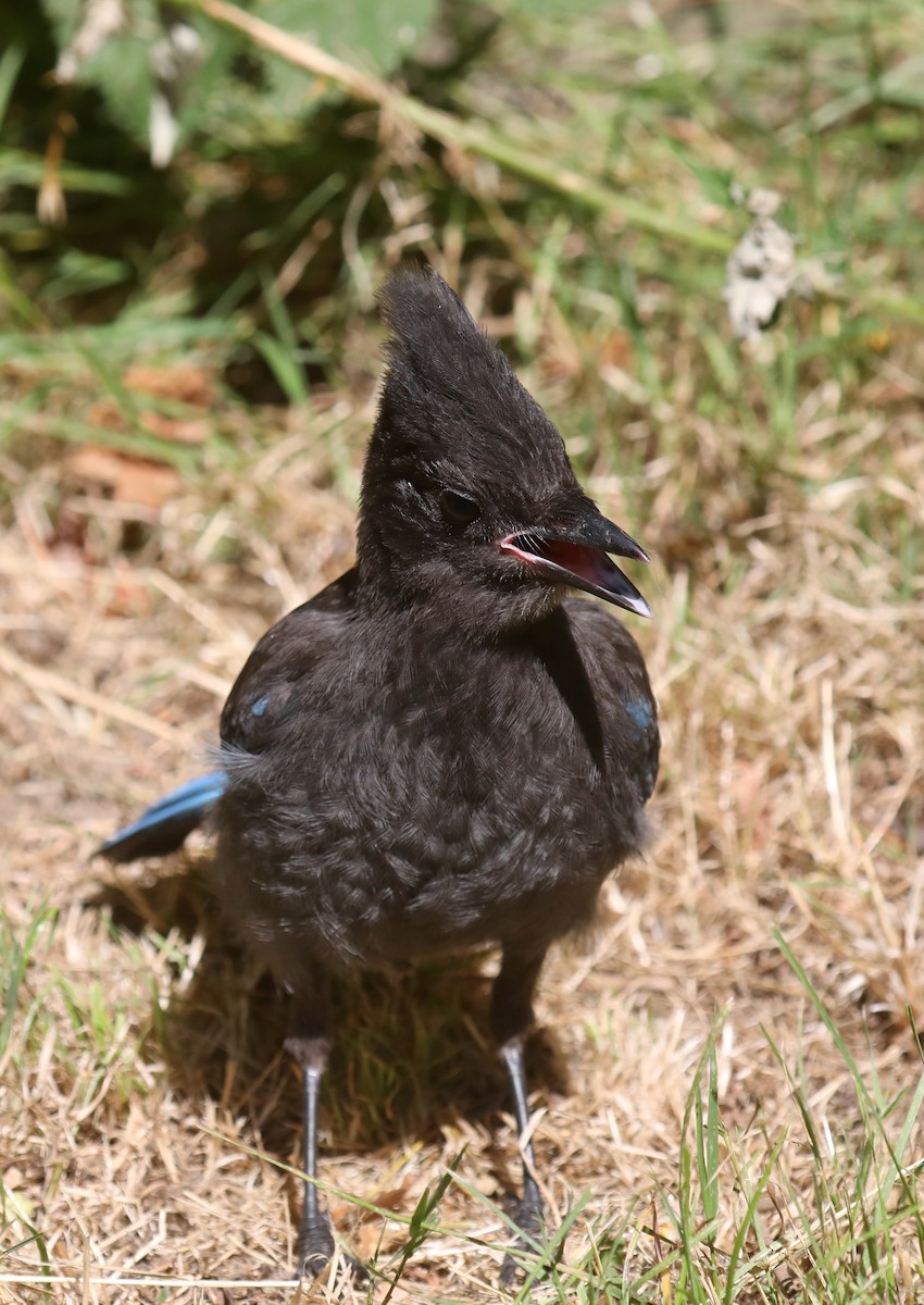 Сизойка чорноголова [група stelleri] - ML645535961