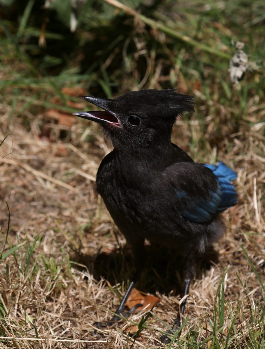 Сизойка чорноголова [група stelleri] - ML645535964