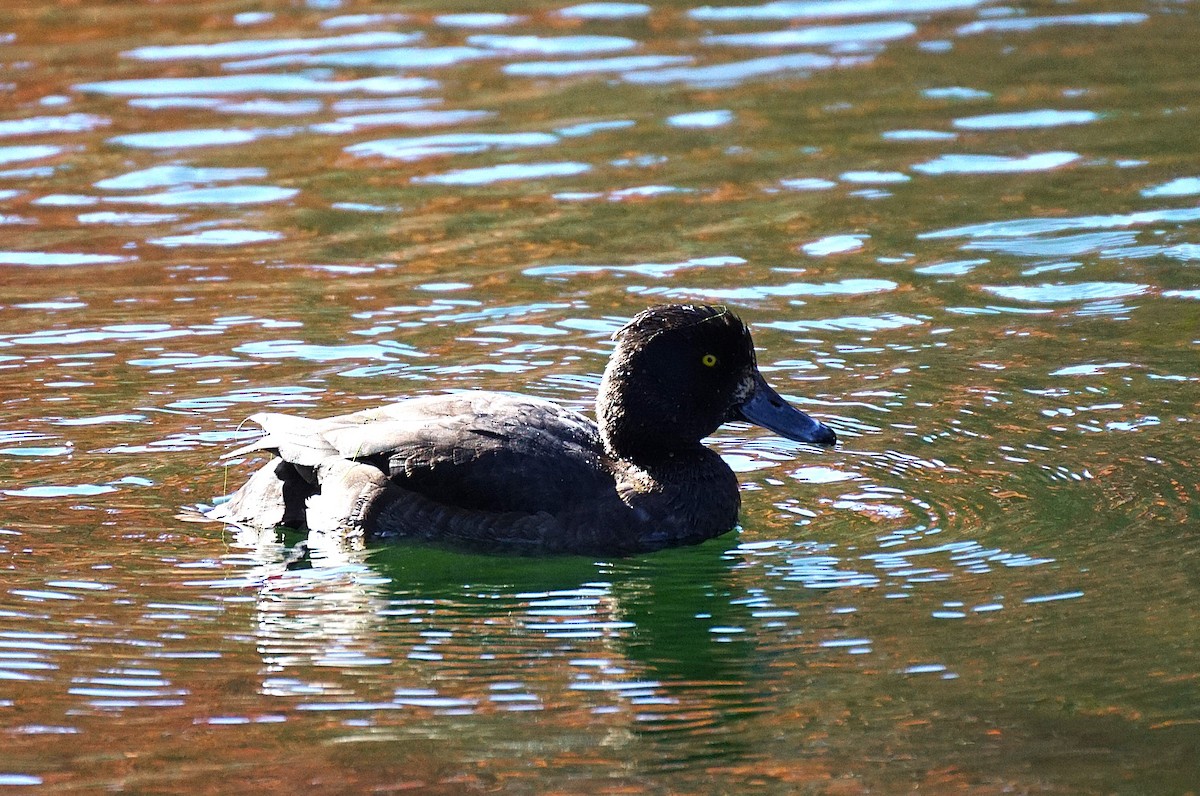Чернь чубата - ML645535973
