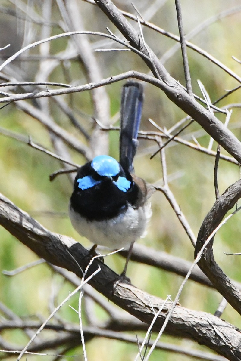 Малюр сапфіровий - ML645535975