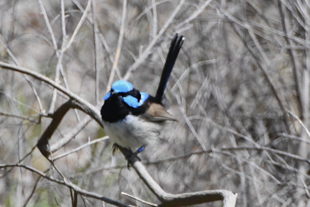 Малюр сапфіровий - ML645535976