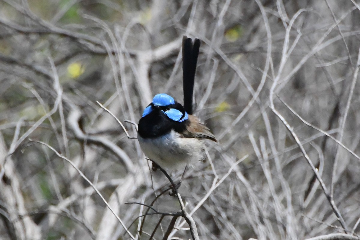 Малюр сапфіровий - ML645535977
