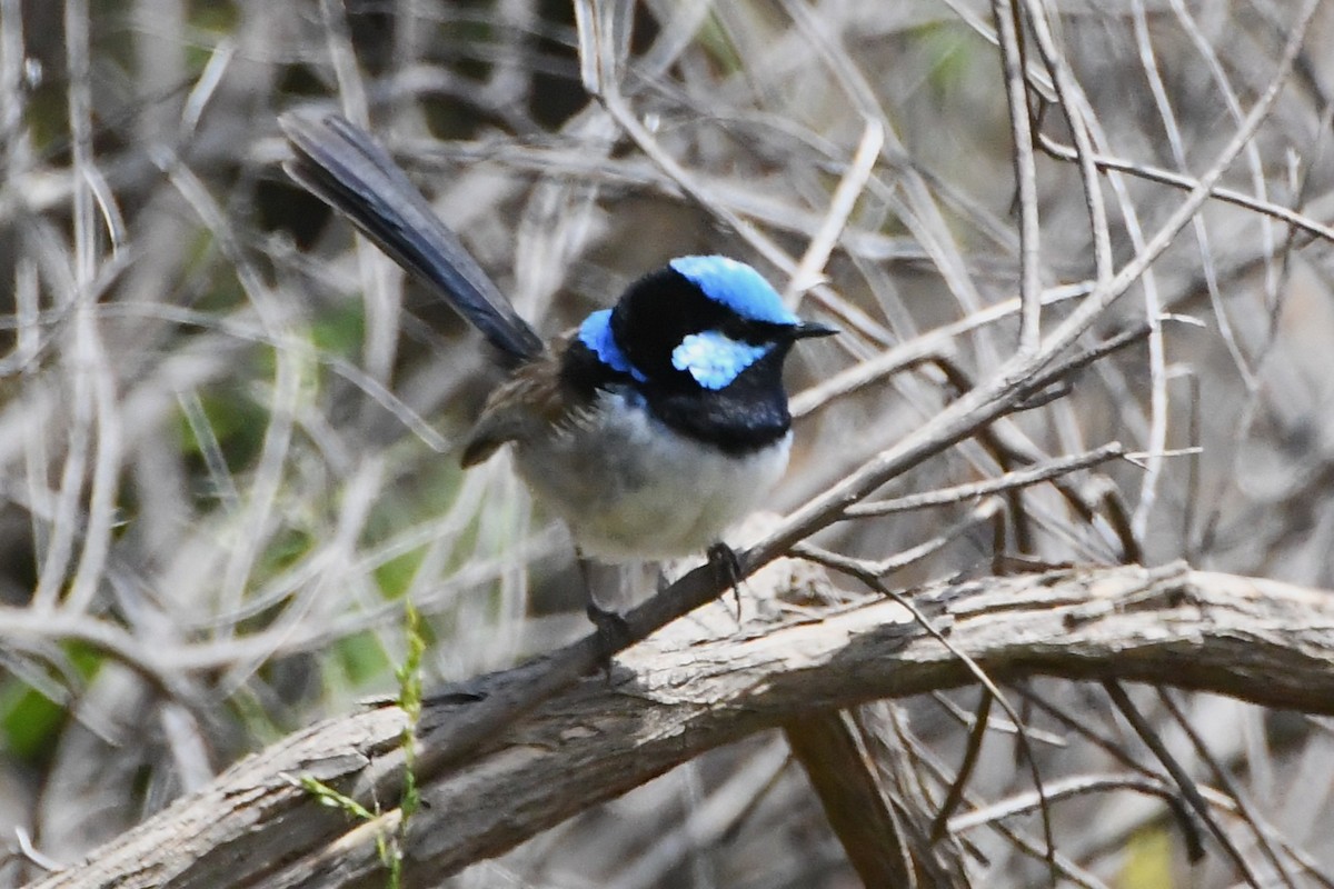 Малюр сапфіровий - ML645535978