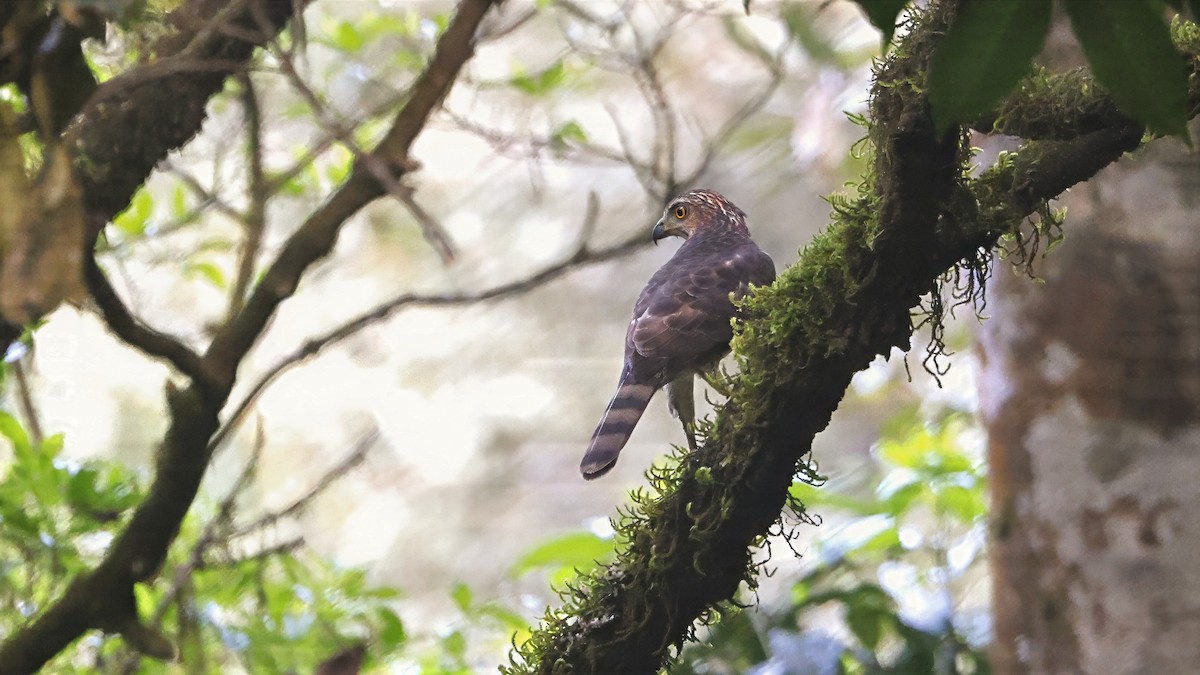 Яструб чубатий - ML645535979