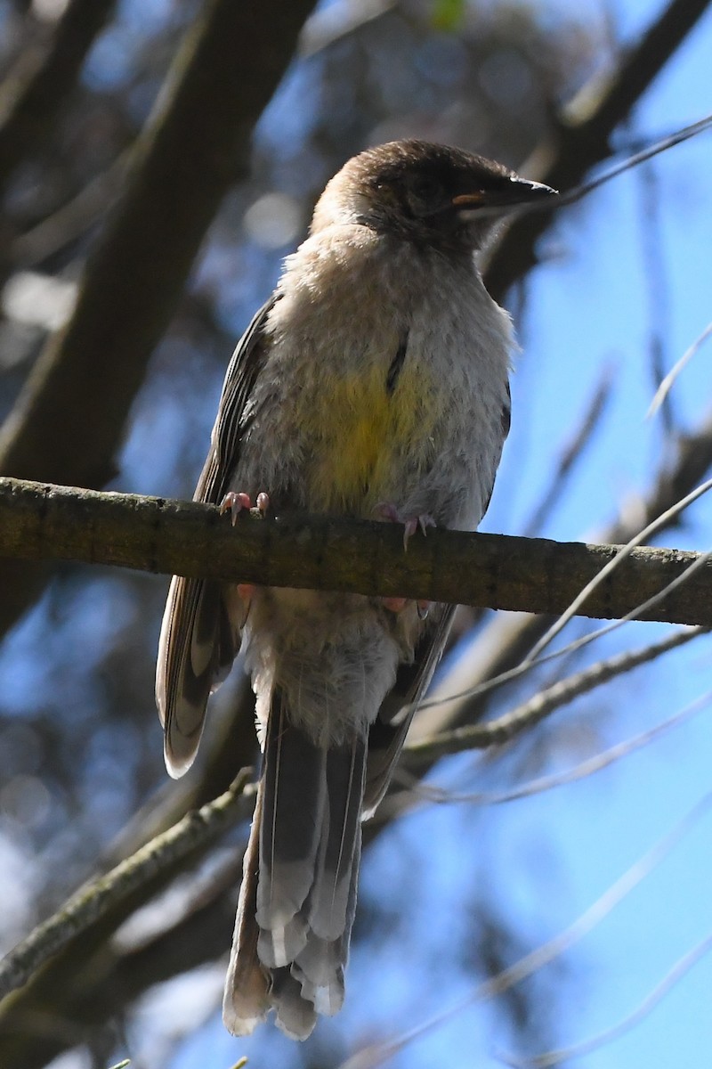 Медолюб-сережник середній - ML645535980