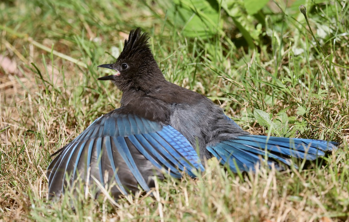 Сизойка чорноголова [група stelleri] - ML645535981