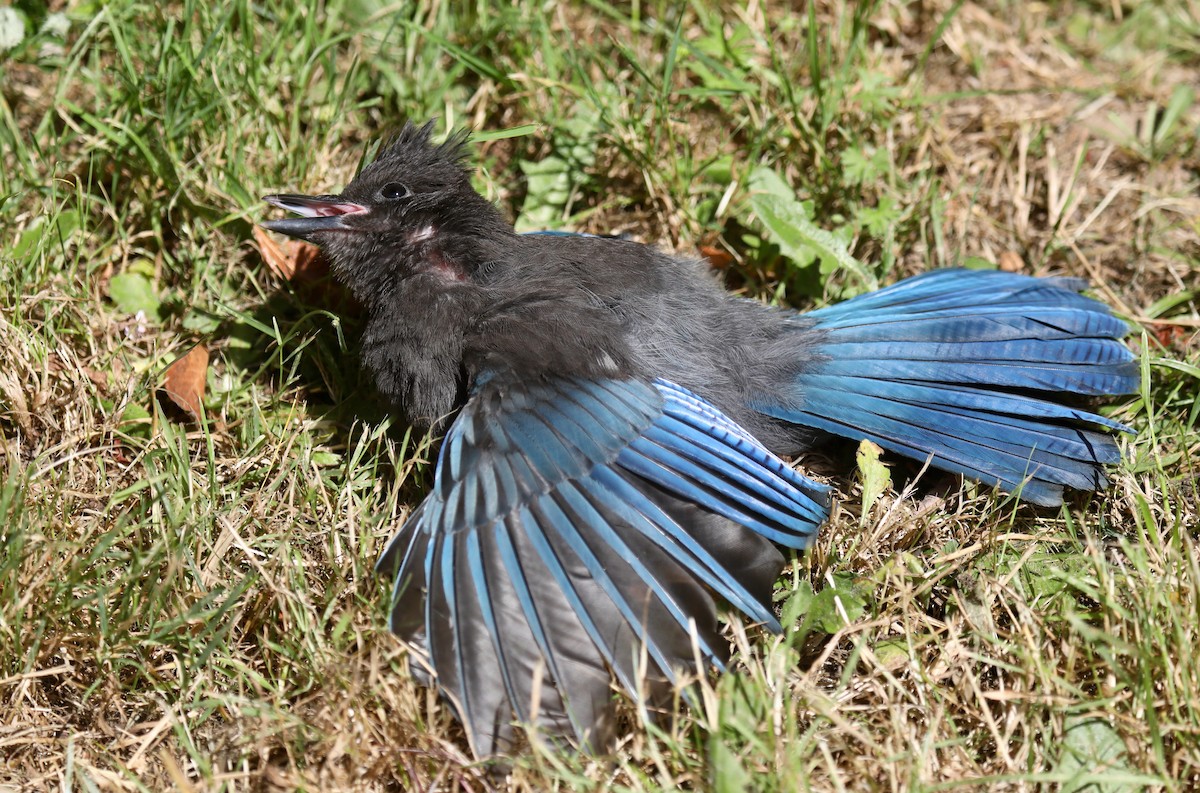 Steller's Jay (Coastal) - ML645535982