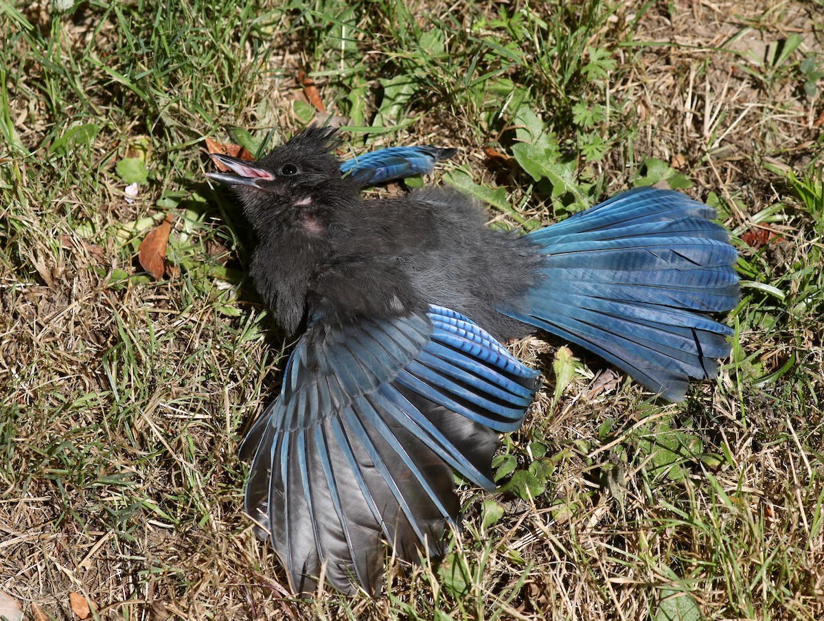 Steller's Jay (Coastal) - ML645535983