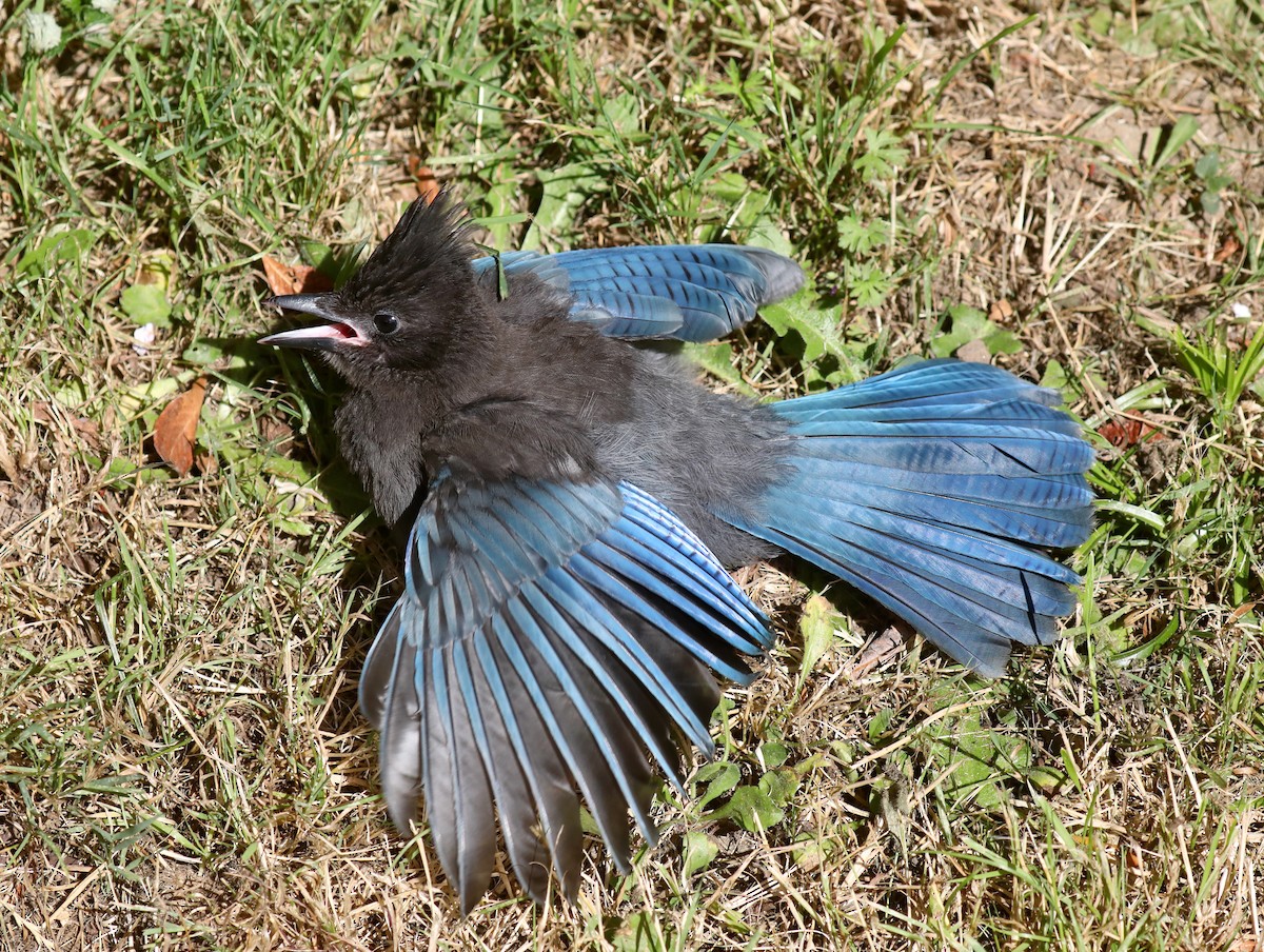 Steller's Jay (Coastal) - ML645535984