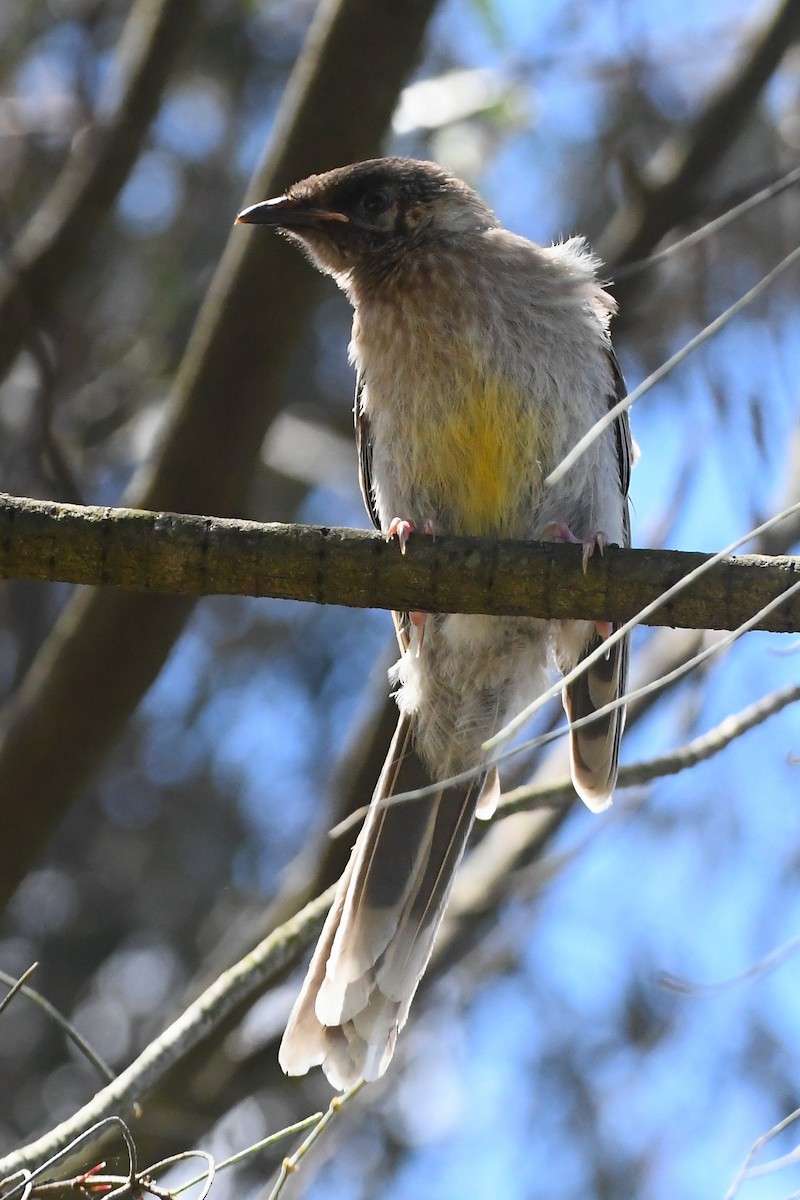 Медолюб-сережник середній - ML645535985