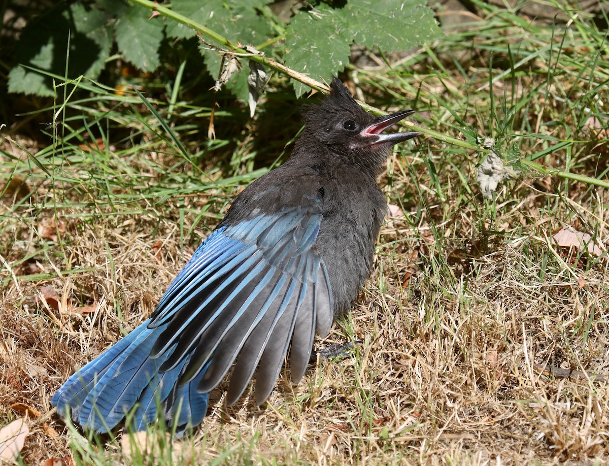 Steller's Jay (Coastal) - ML645535986