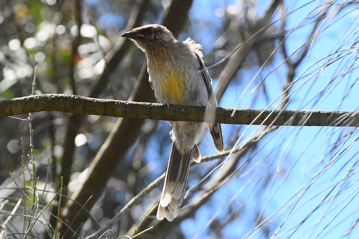 Медолюб-сережник середній - ML645535987