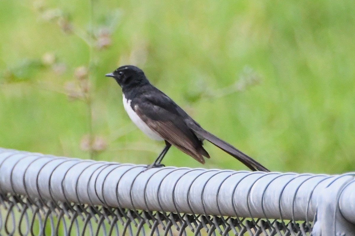 Віялохвістка чорноряба - ML645535988