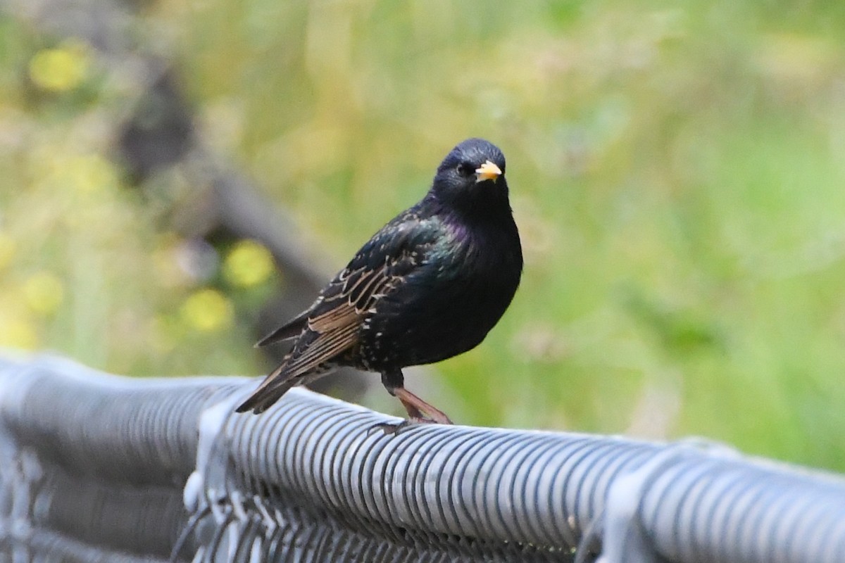 Шпак звичайний - ML645535989