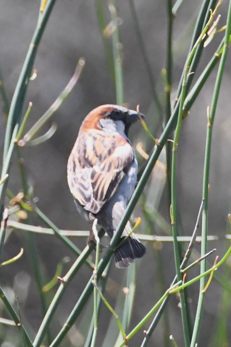 Горобець хатній - ML645535990