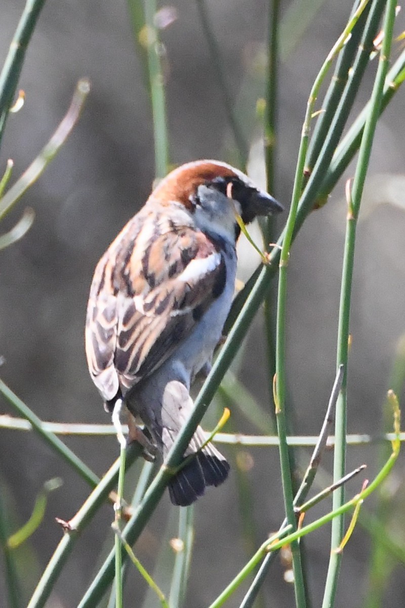 Горобець хатній - ML645535991