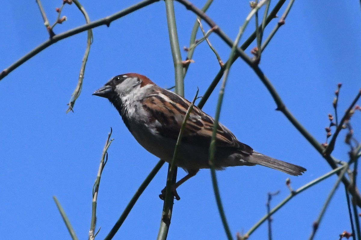 Горобець хатній - ML645535995