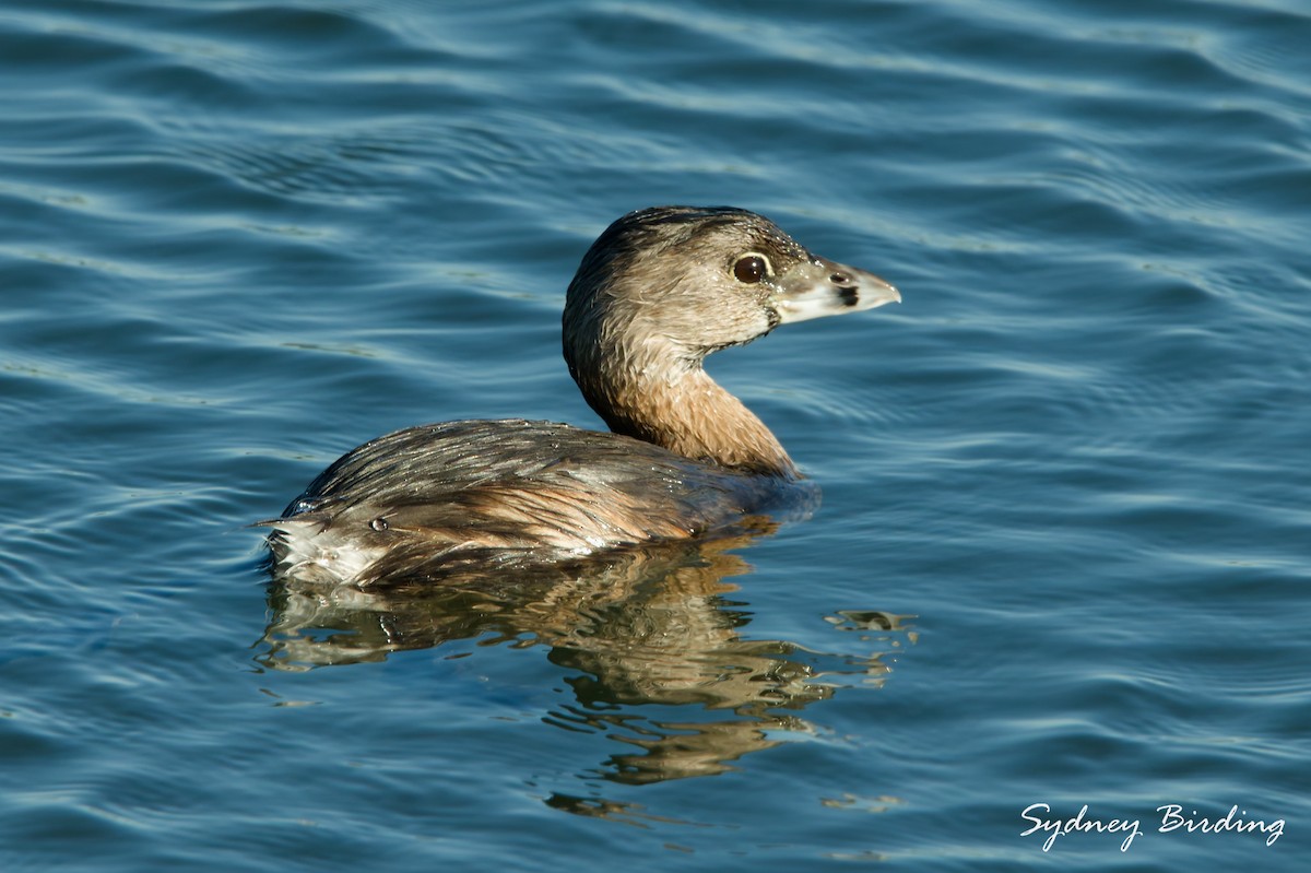 Пірникоза рябодзьоба - ML645535996