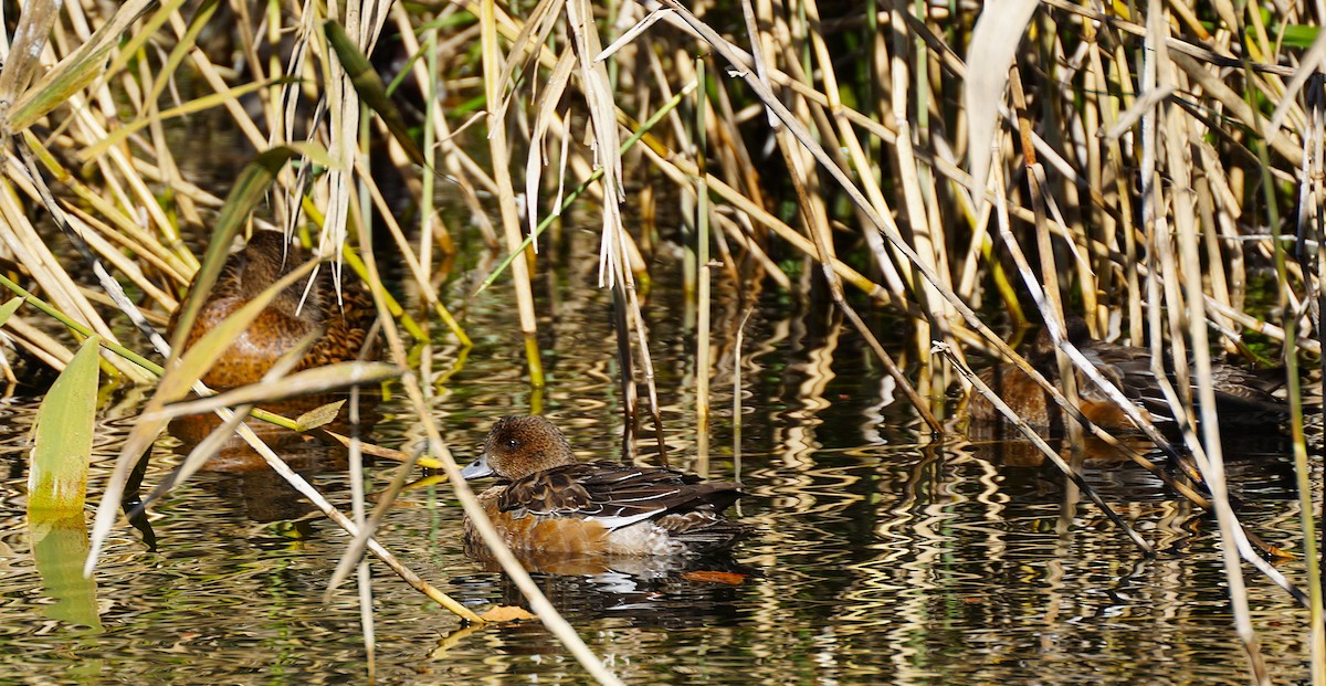 Свищ євразійський - ML645535997
