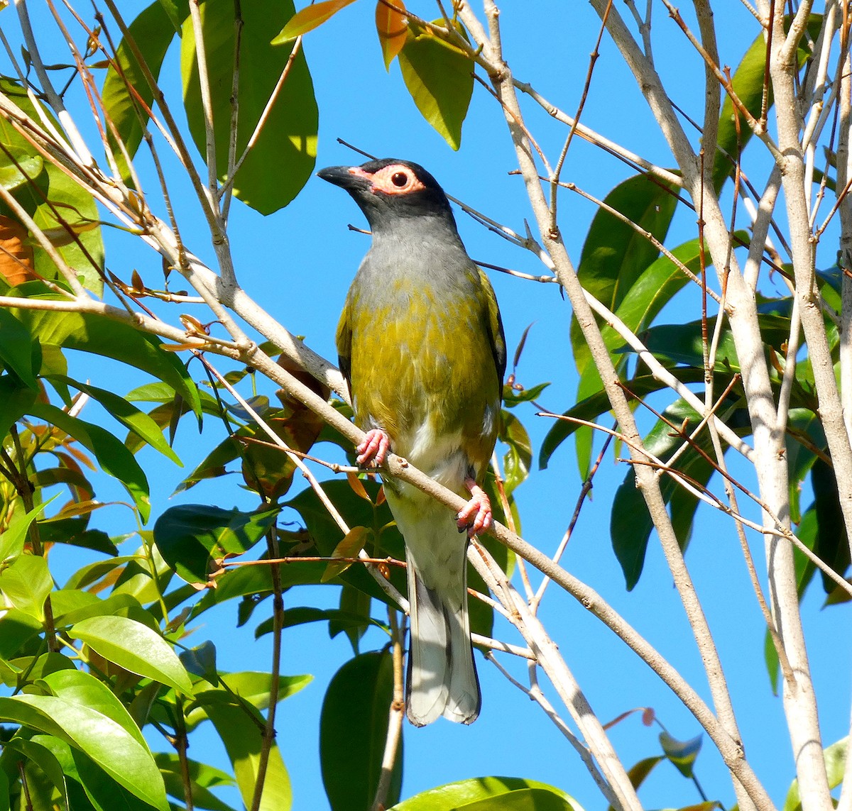 Телюга австралійська - ML645535998
