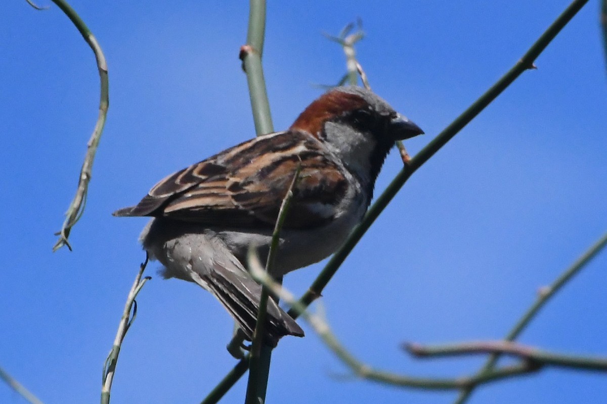 Горобець хатній - ML645535999
