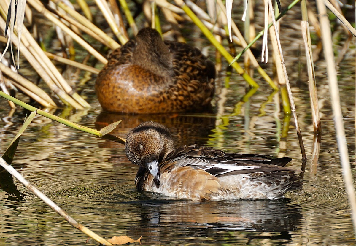 Свищ євразійський - ML645536000