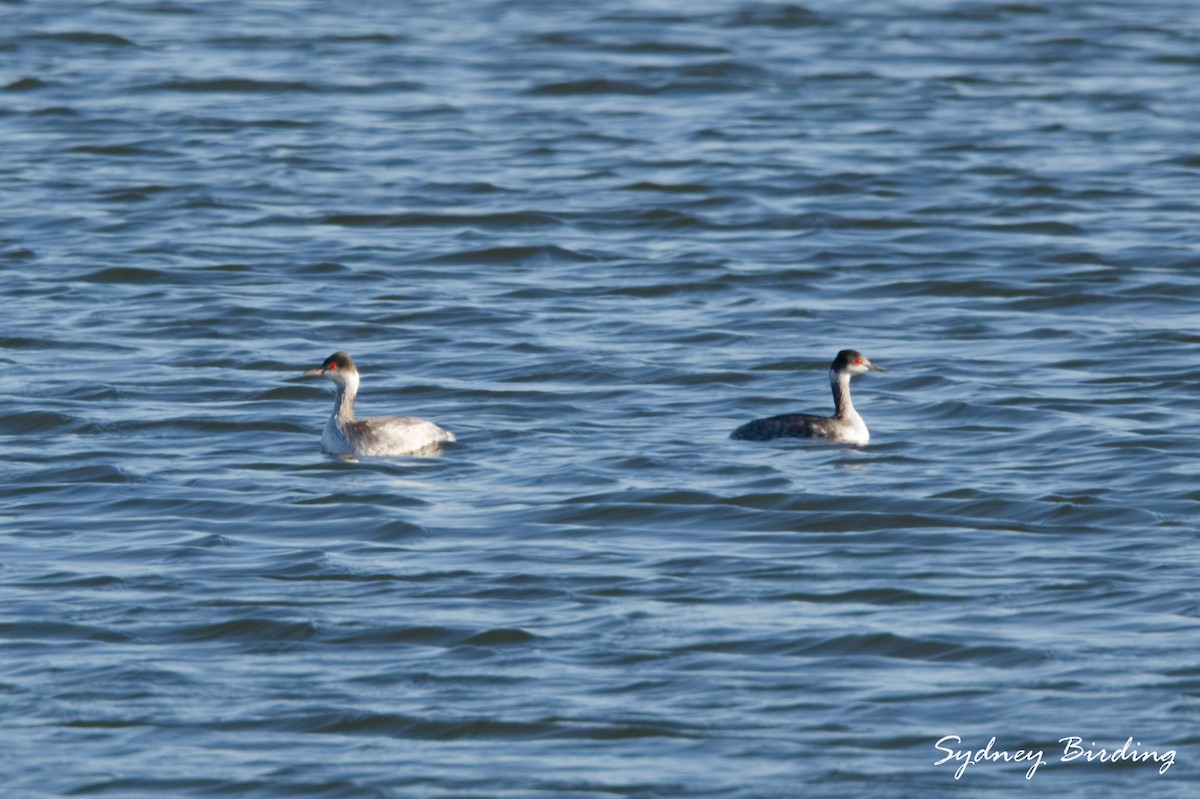 Пірникоза чорношия - ML645536001