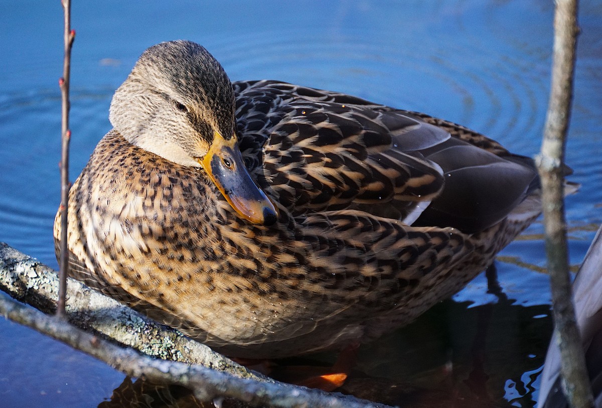 Крижень звичайний - ML645536003