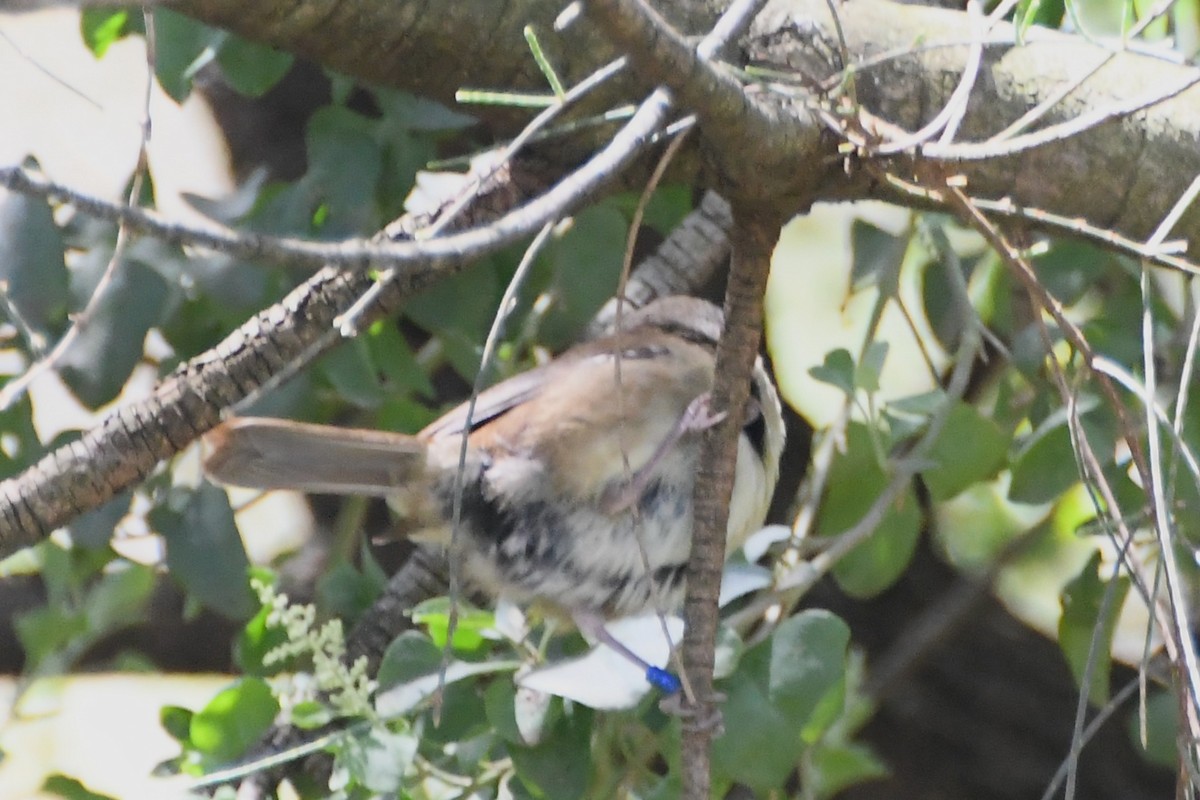 Кущовик білочеревий - ML645536005