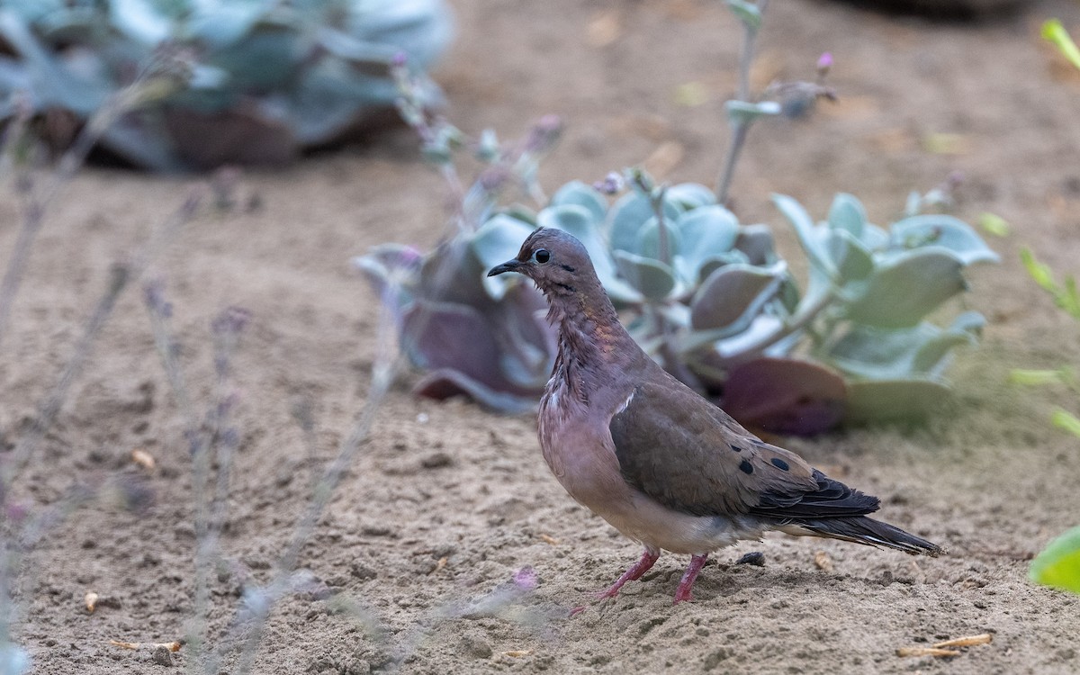 Зенаїда південна - ML645536006