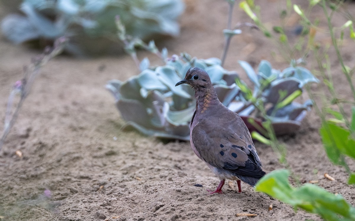 Зенаїда південна - ML645536007