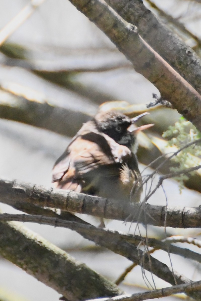 Кущовик білочеревий - ML645536008