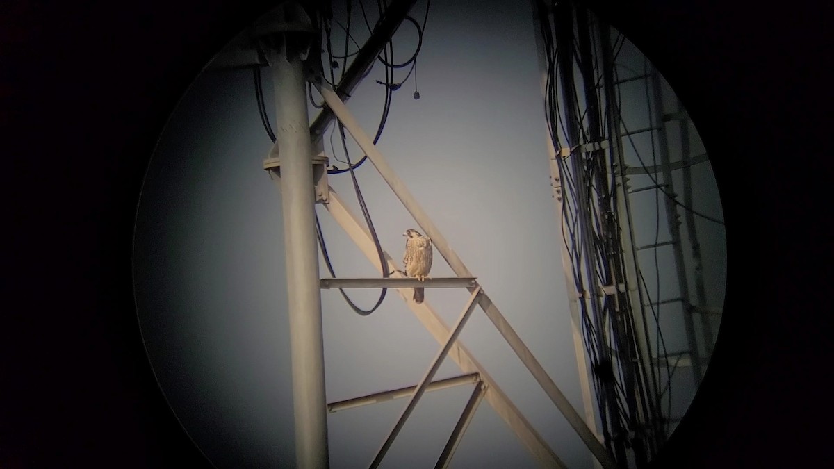 遊隼 - ML645536013