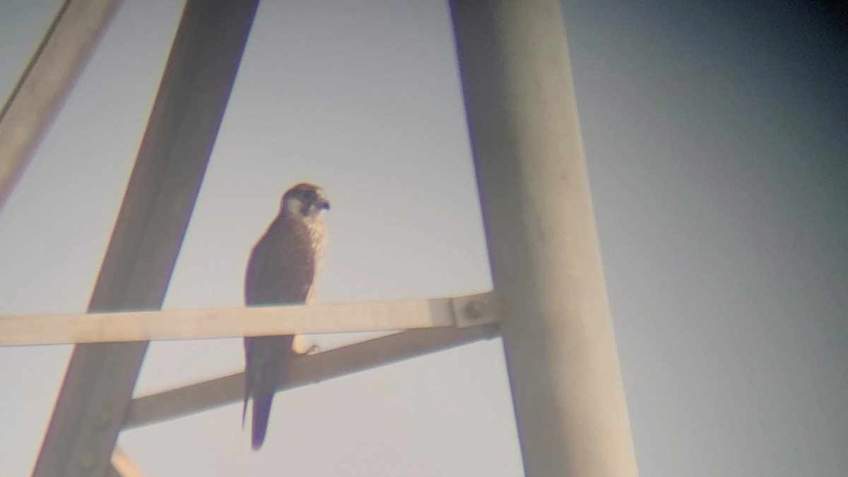 遊隼 - ML645536014