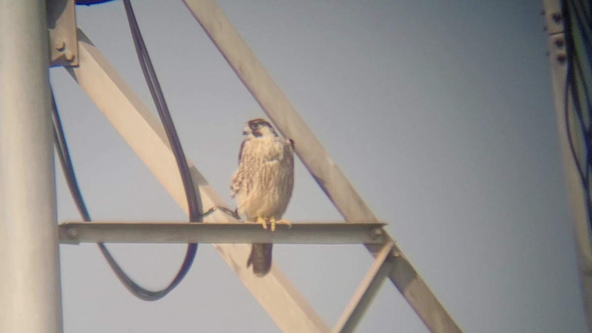 遊隼 - ML645536015