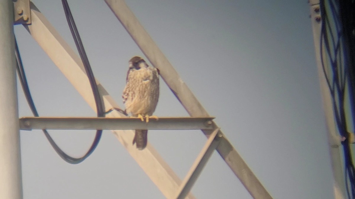 遊隼 - ML645536016