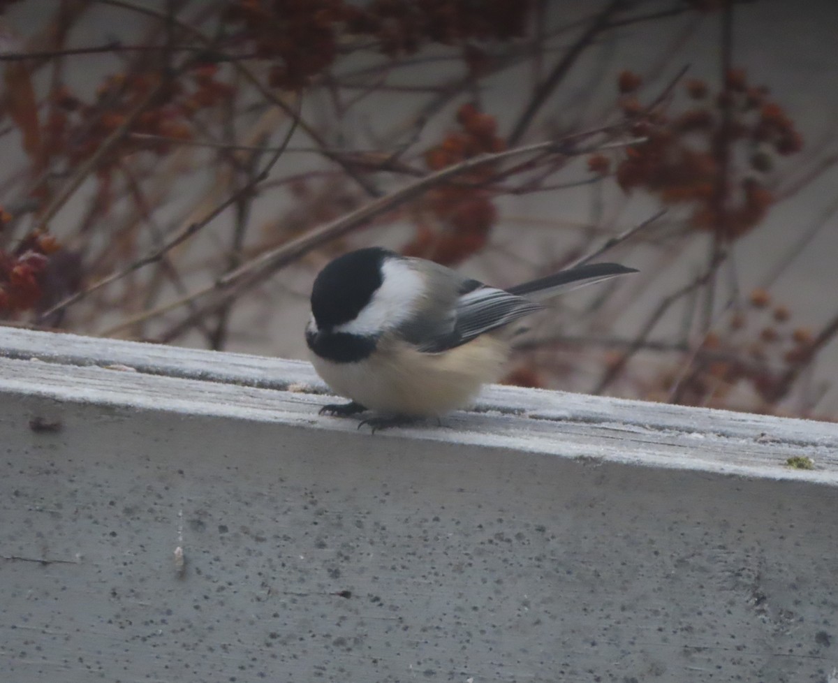 Amerika Baştankarası - ML645536037