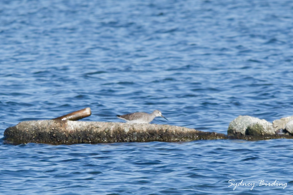 Küçük Sarıbacak - ML645536038