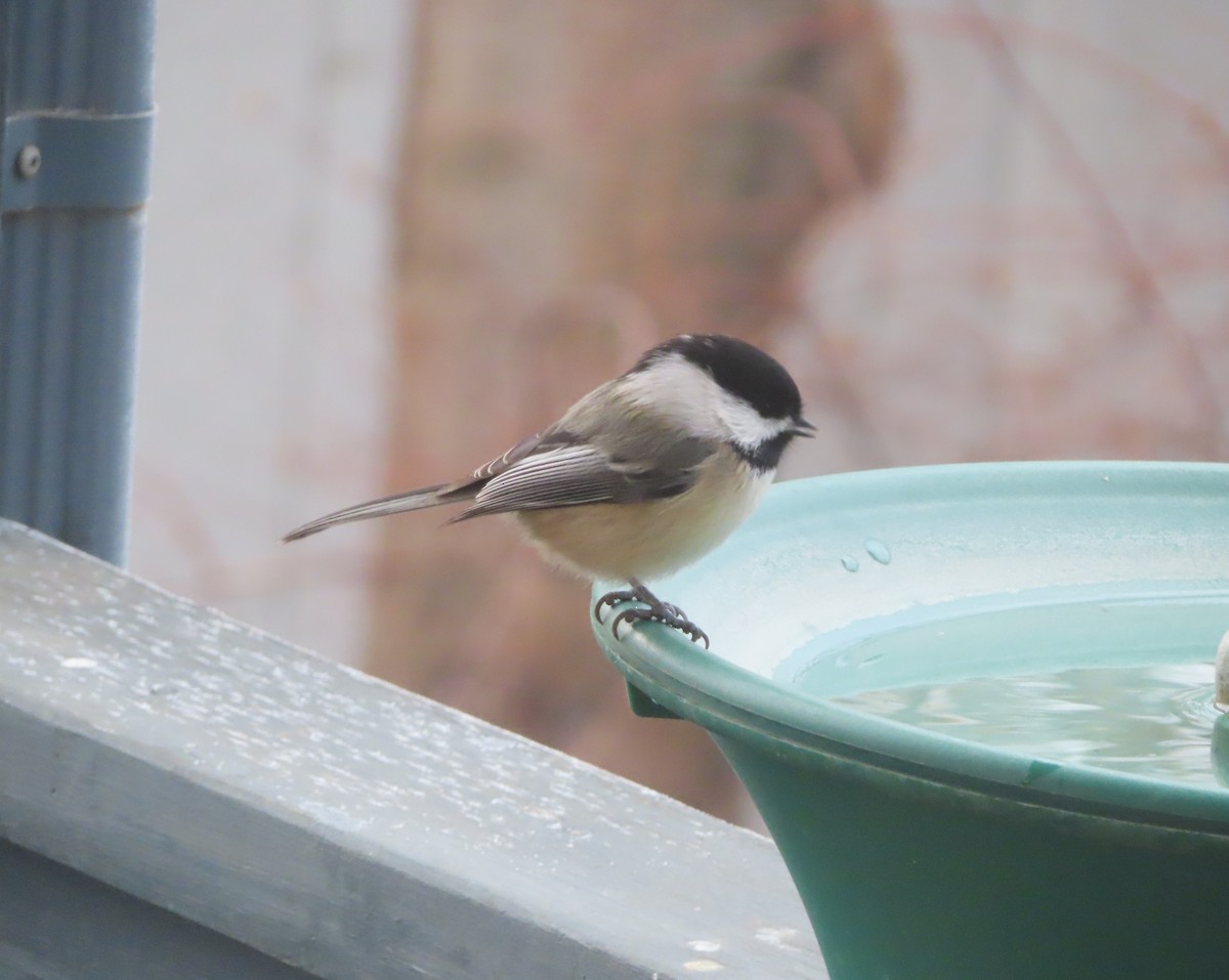 Amerika Baştankarası - ML645536040