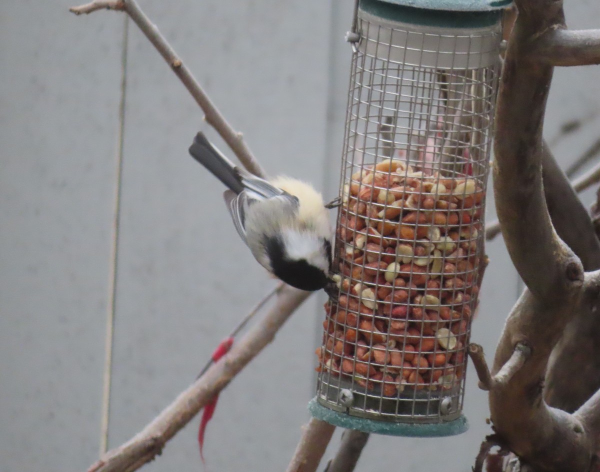 Amerika Baştankarası - ML645536041