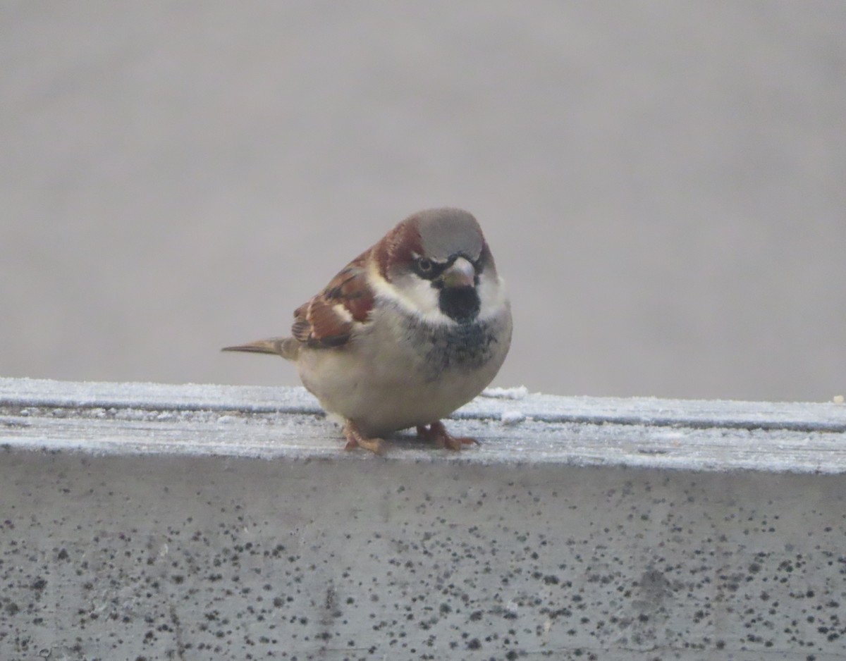 Serçe - ML645536042