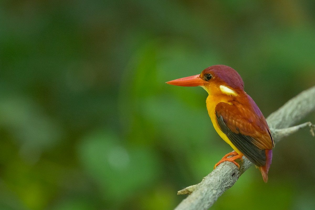 Kızılca Küçük Yalıçapkını - ML645536043