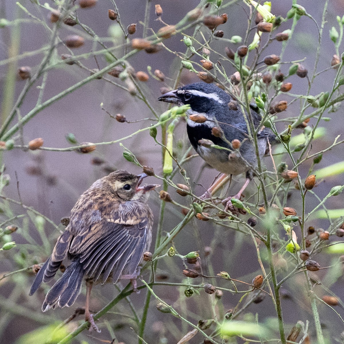 Kolyeli Ötücü İspinoz - ML645536044