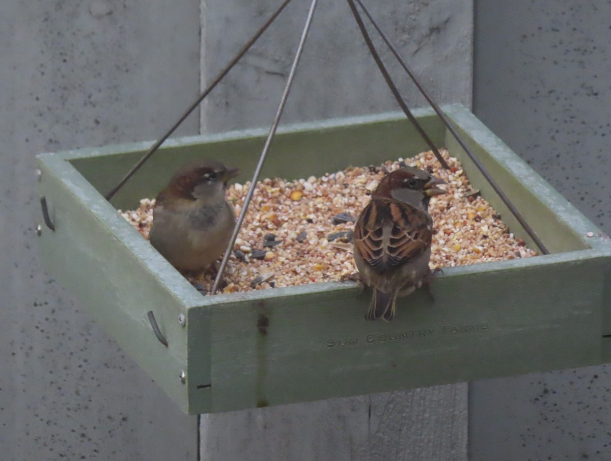 Serçe - ML645536045