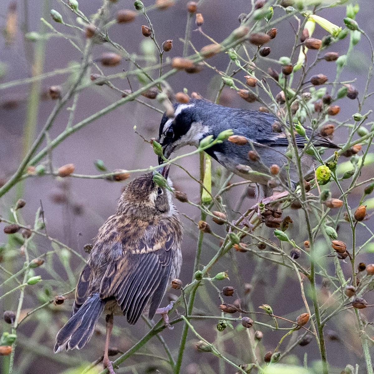 Kolyeli Ötücü İspinoz - ML645536046
