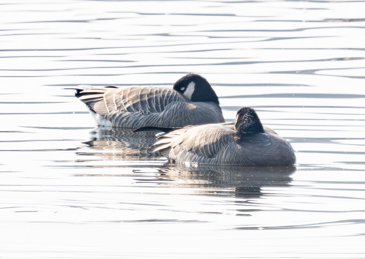 Cackling Goose (minima) - ML645536047