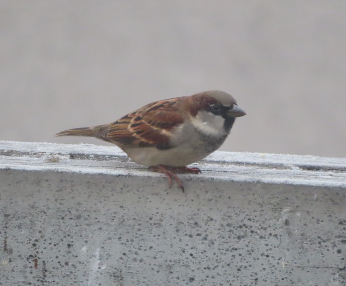 Serçe - ML645536049